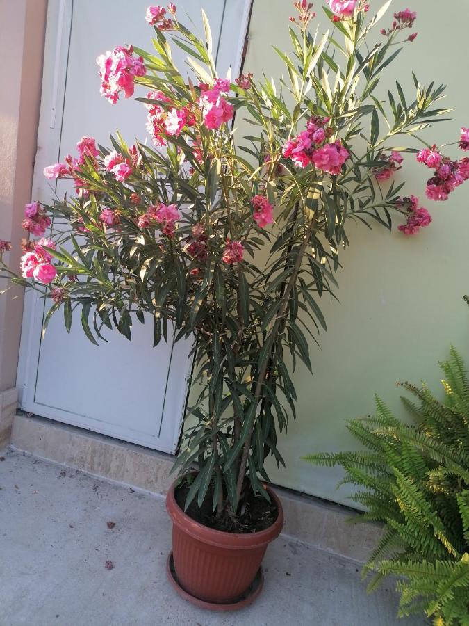 Villa Ros Guest House 斯维伦格勒 外观 照片